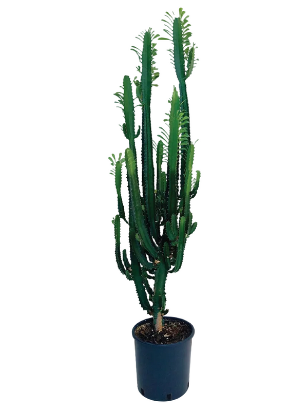 Euphorbia Lactea Cactus