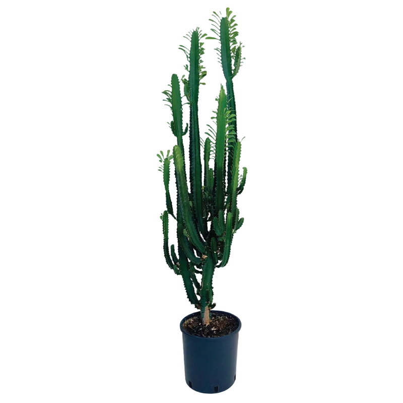 Euphorbia Lactea Cactus
