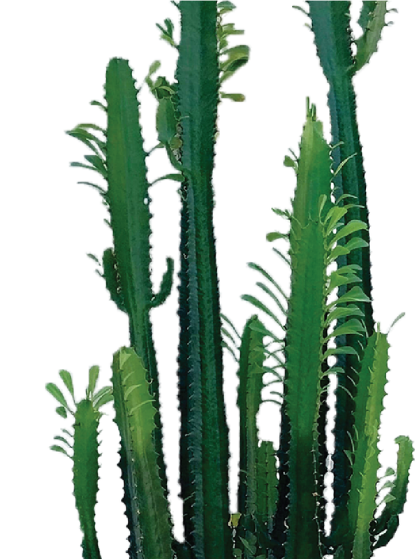 Euphorbia Lactea Cactus