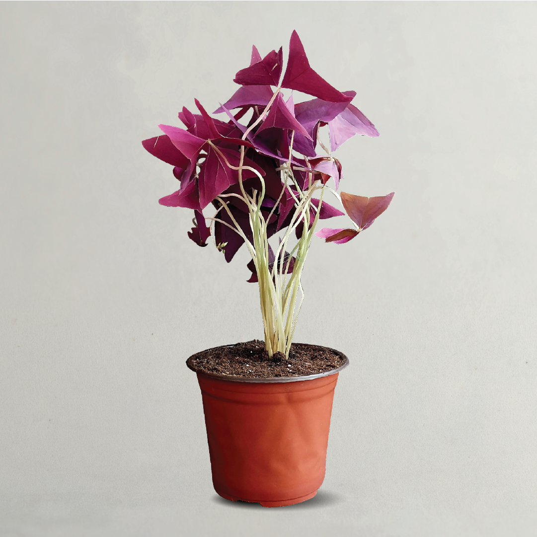 oxalis purple plant OXALIS TRIANGULARIS, LOVE PLANT, PURPLE SHAMROCK – Plantology Lab Trading