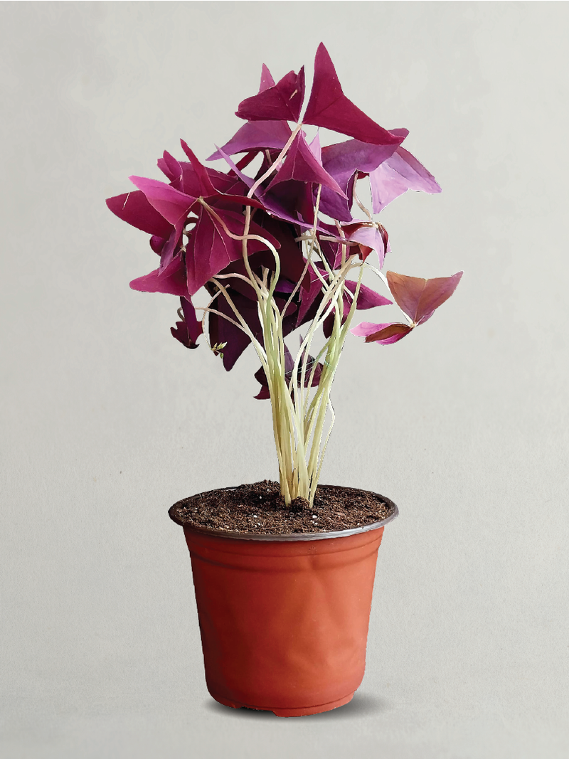 Oxalis Triangularis, Love Plant, Purple Shamrock