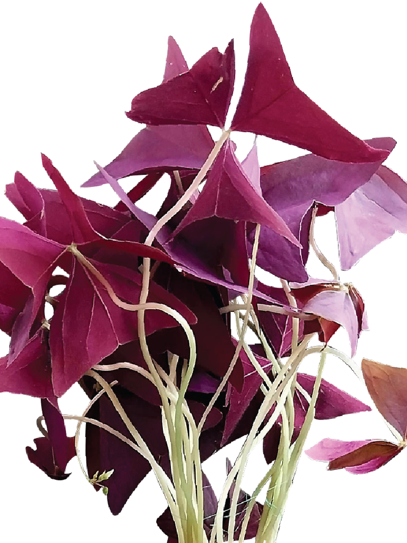 OXALIS TRIANGULARIS, LOVE PLANT, PURPLE SHAMROCK