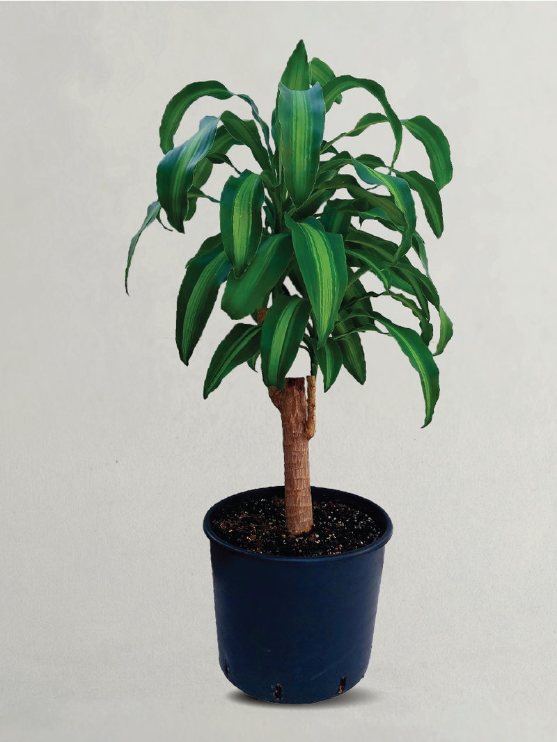 DRACAENA FRAGRANS MESSENGANA