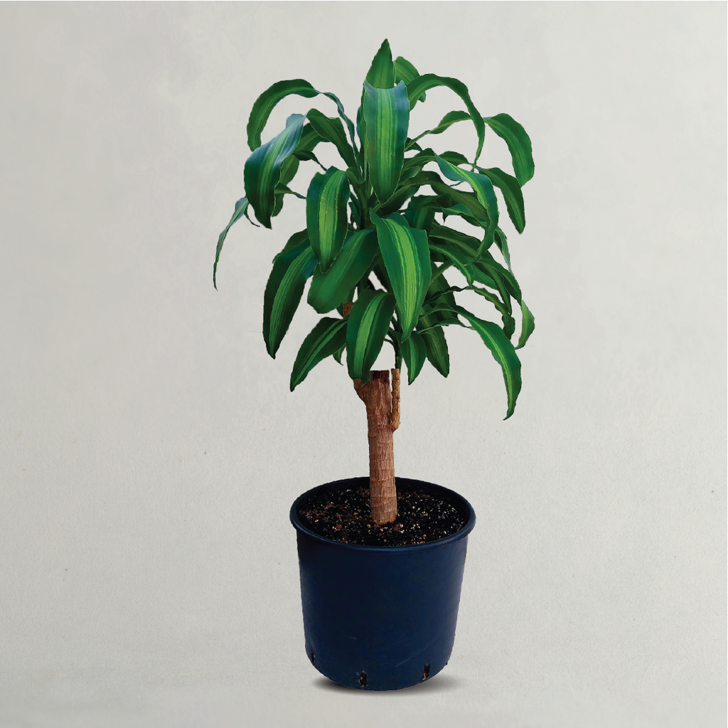 dracaena mangi DRACAENA FRAGRANS MESSENGANA – Plantology Lab Trading