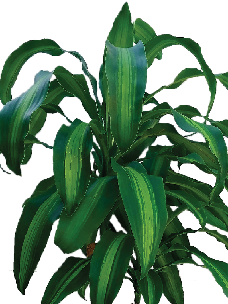 DRACAENA FRAGRANS MESSENGANA