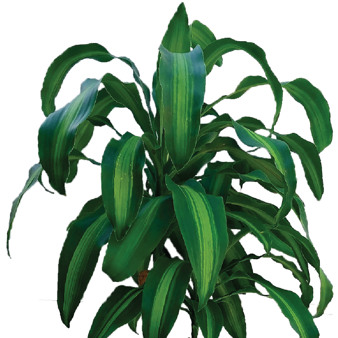 tropisk dracaena massangeana DRACAENA FRAGRANS MESSENGANA – Plantology Lab Trading