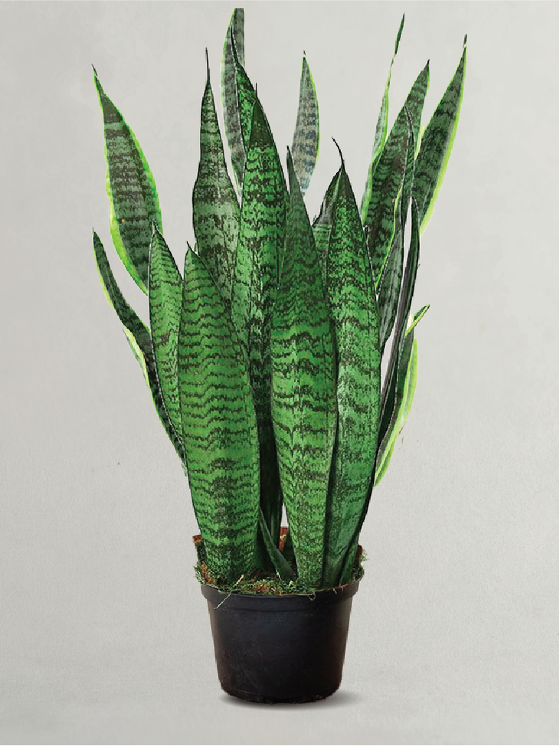 SANSEVIERIA GREEN SNAKE PLANT