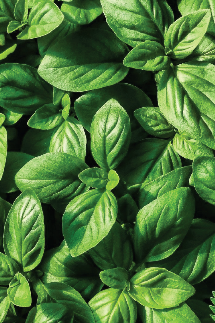 ORGANIC ITALIAN BASIL SEEDLING <BR> شتلات الريحان الإيطالي العضوية