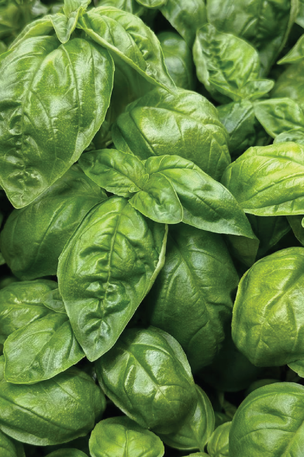 ORGANIC ITALIAN BASIL SEEDLING <BR> شتلات الريحان الإيطالي العضوية