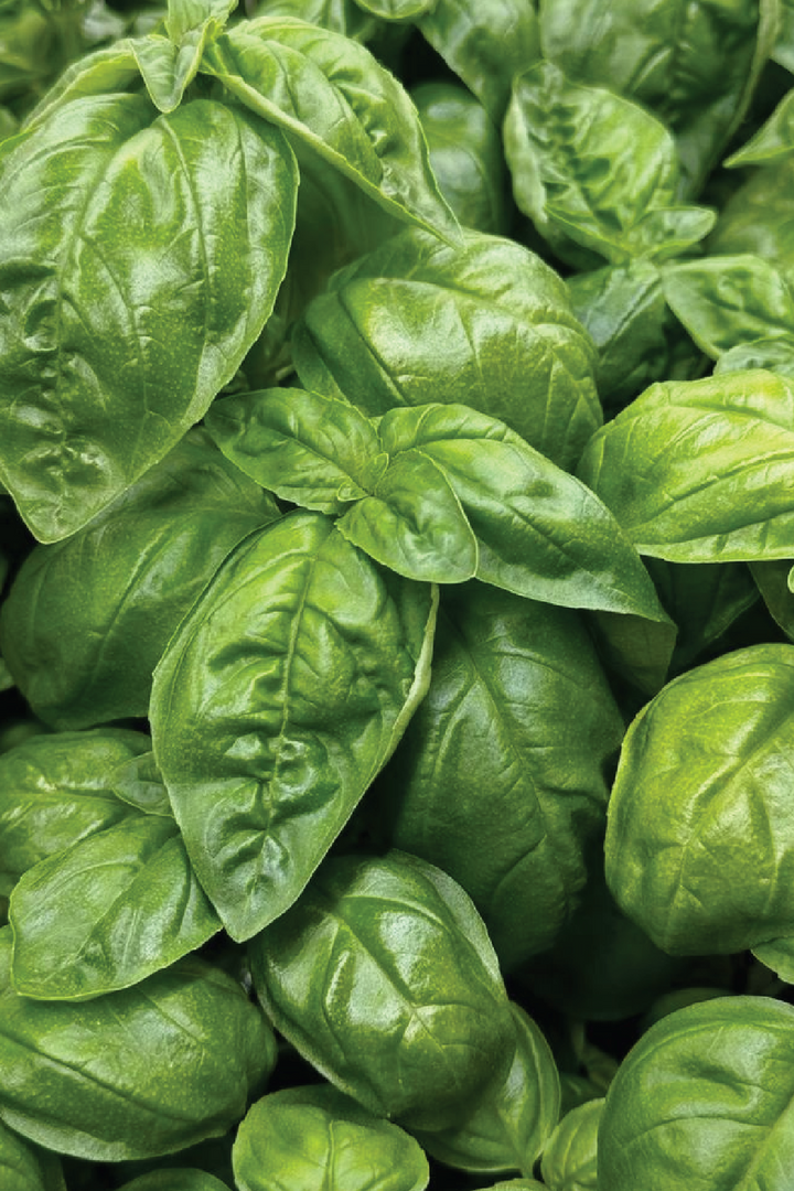 ORGANIC ITALIAN BASIL SEEDLING <BR> شتلات الريحان الإيطالي العضوية