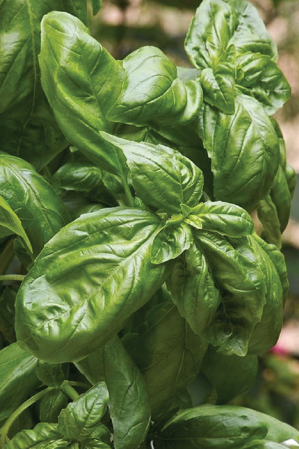 ORGANIC ITALIAN BASIL SEEDLING <BR> شتلات الريحان الإيطالي العضوية