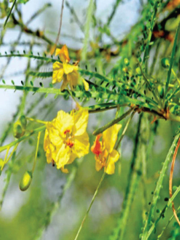 JERUSALEM THRONE TREE