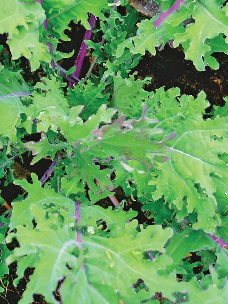 ORGANIC RUSSIAN KALE SEEDLING <br> شتلات الكيل الروسي العضوية