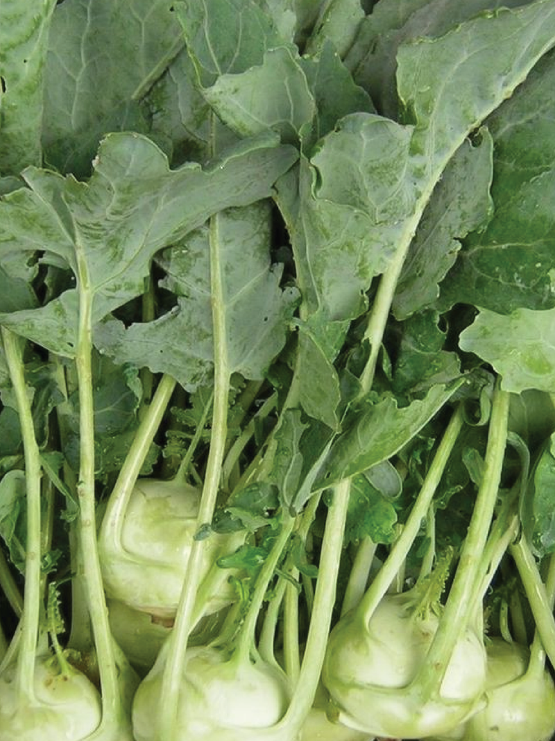 KOHLRABI SEEDS <br> بذور الكرنب