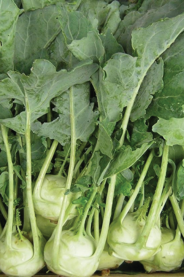 KOHLRABI SEEDS <br> بذور الكرنب
