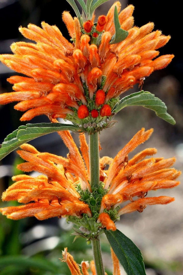 LEONOTIS SEEDS