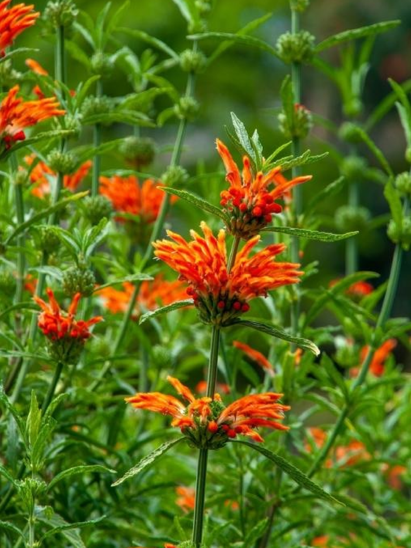 LEONOTIS SEEDS