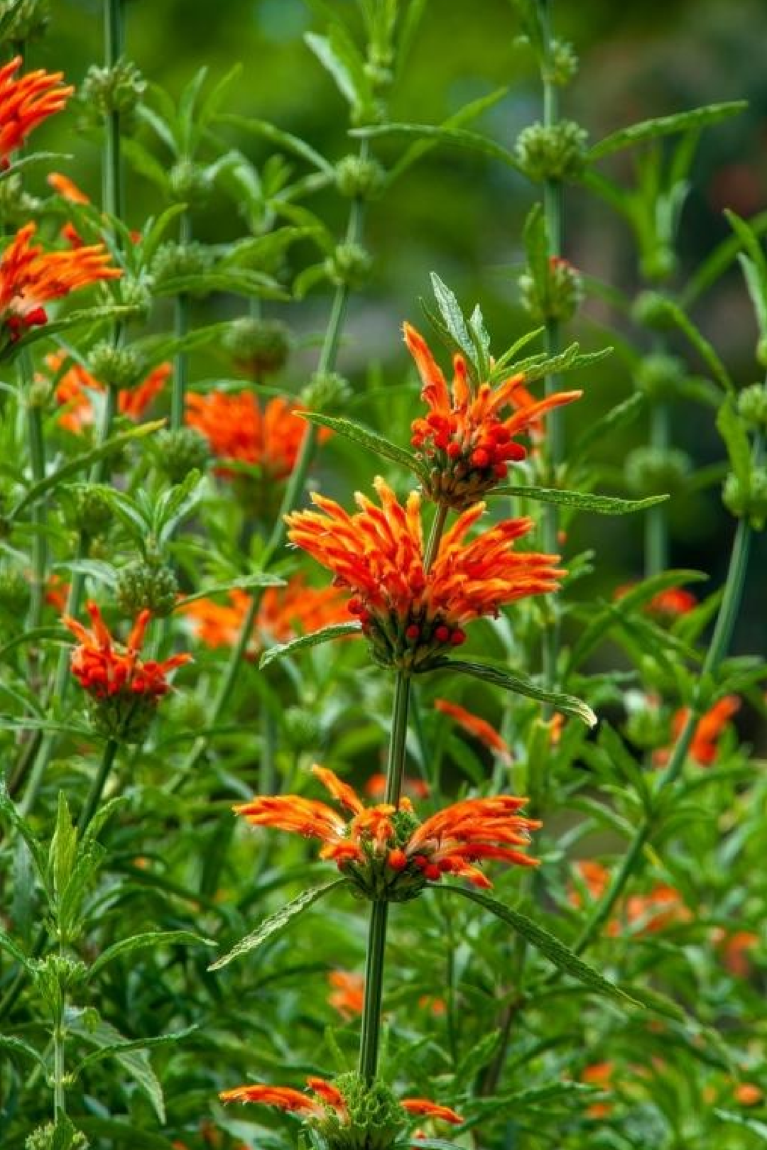 LEONOTIS SEEDS
