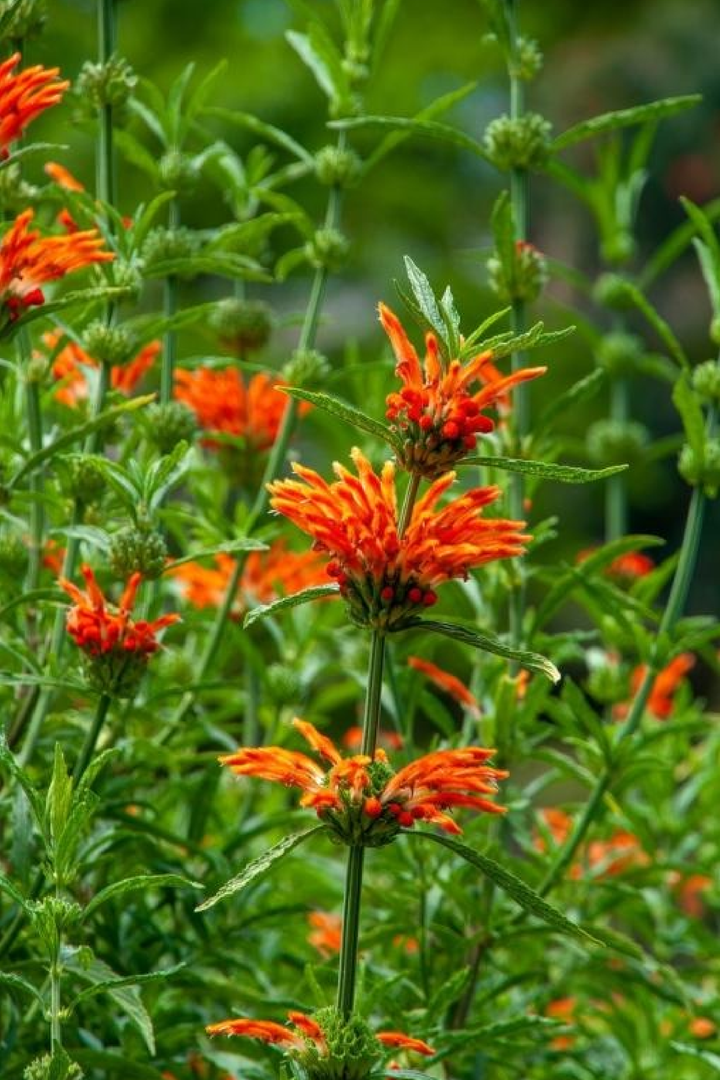 LEONOTIS SEEDS
