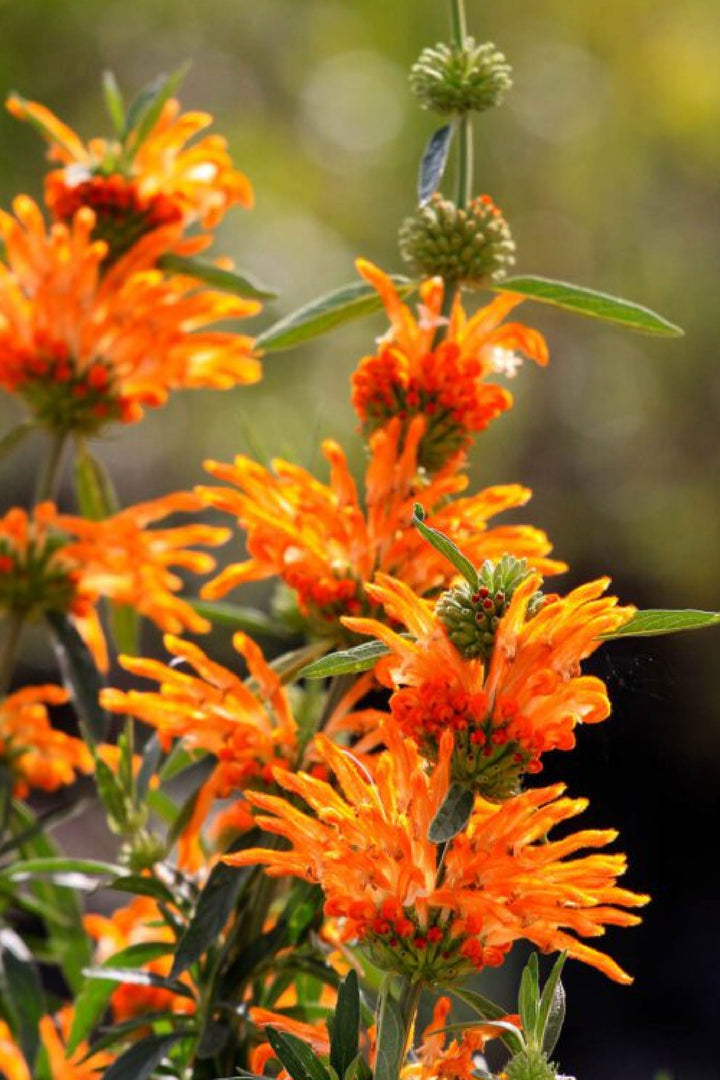 LEONOTIS FLOWER SEEDLING
