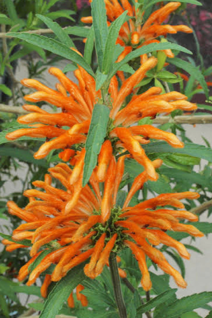 LEONOTIS FLOWER SEEDLING