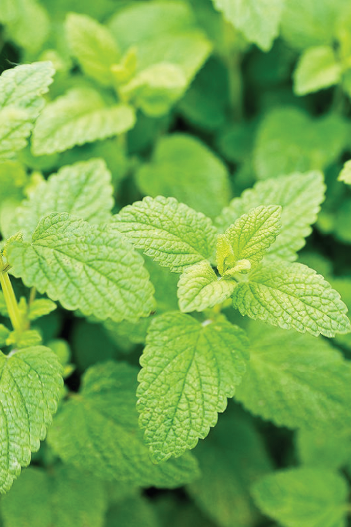 ORGANIC LEMON BALM SEEDLING <br>عشبة بلسم الليمون العضوية