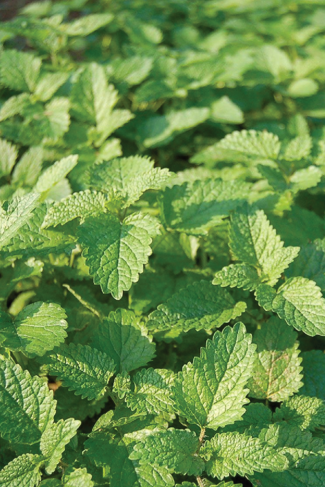 ORGANIC LEMON BALM SEEDLING <br>عشبة بلسم الليمون العضوية