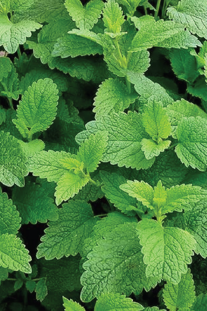 ORGANIC LEMON BALM SEEDLING <br>عشبة بلسم الليمون العضوية