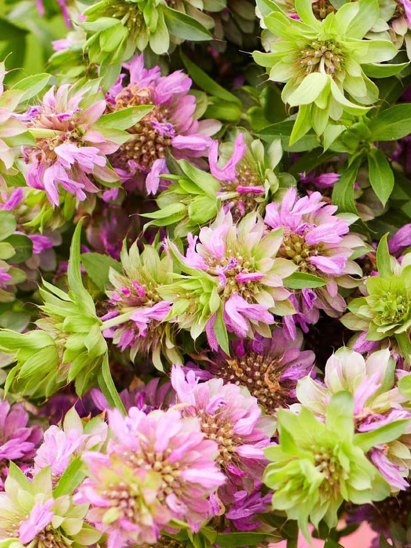ORGANIC LEMON MINT SEEDLING