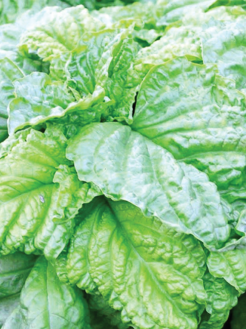 ORGANIC LETTUCE LEAF BASIL SEEDLING <br>شتلات ريحان الخس العضوية