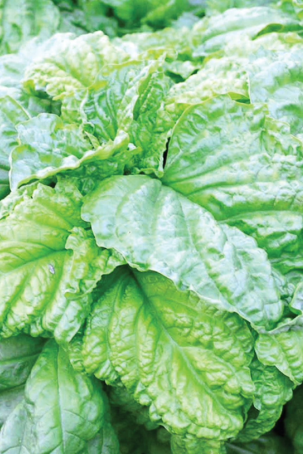 ORGANIC LETTUCE LEAF BASIL SEEDLING <br>شتلات ريحان الخس العضوية