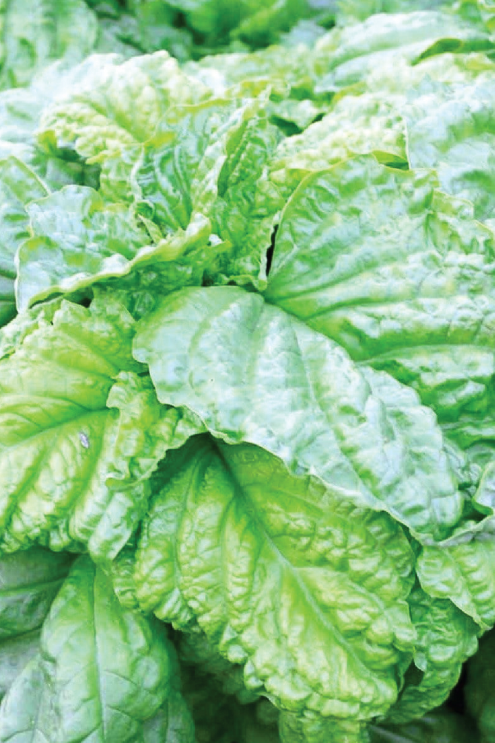 ORGANIC LETTUCE LEAF BASIL SEEDLING <br>شتلات ريحان الخس العضوية
