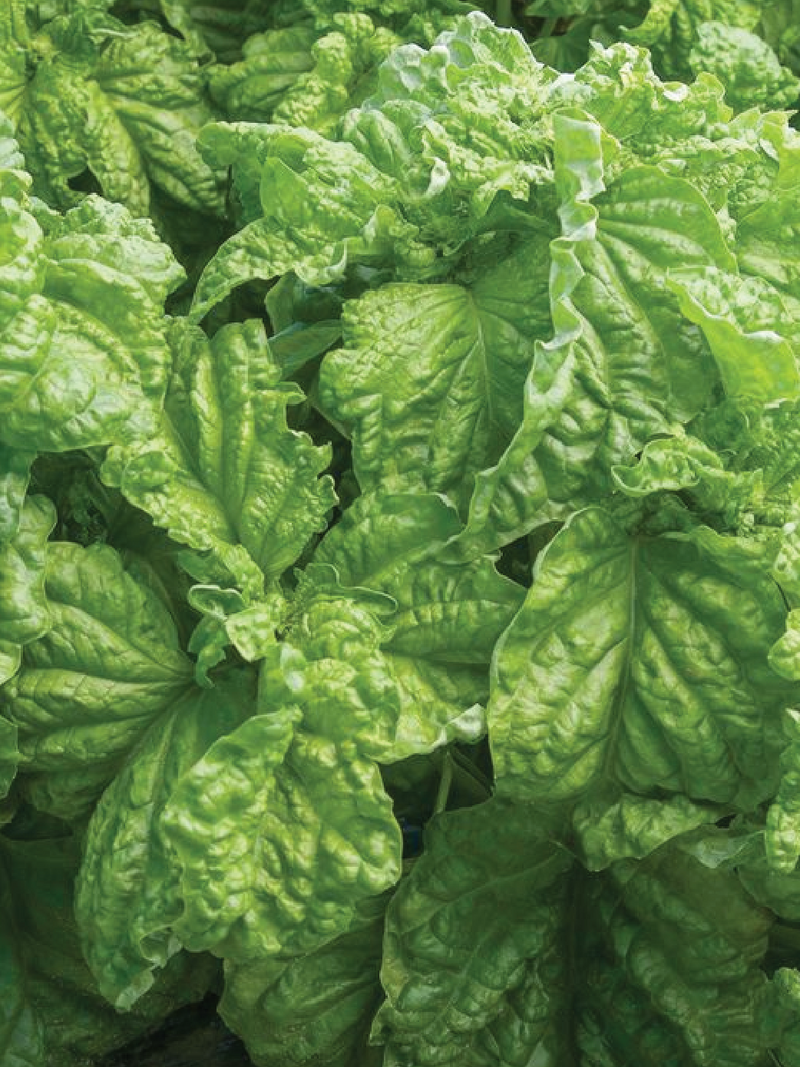 ORGANIC LETTUCE LEAF BASIL SEEDLING <br>شتلات ريحان الخس العضوية
