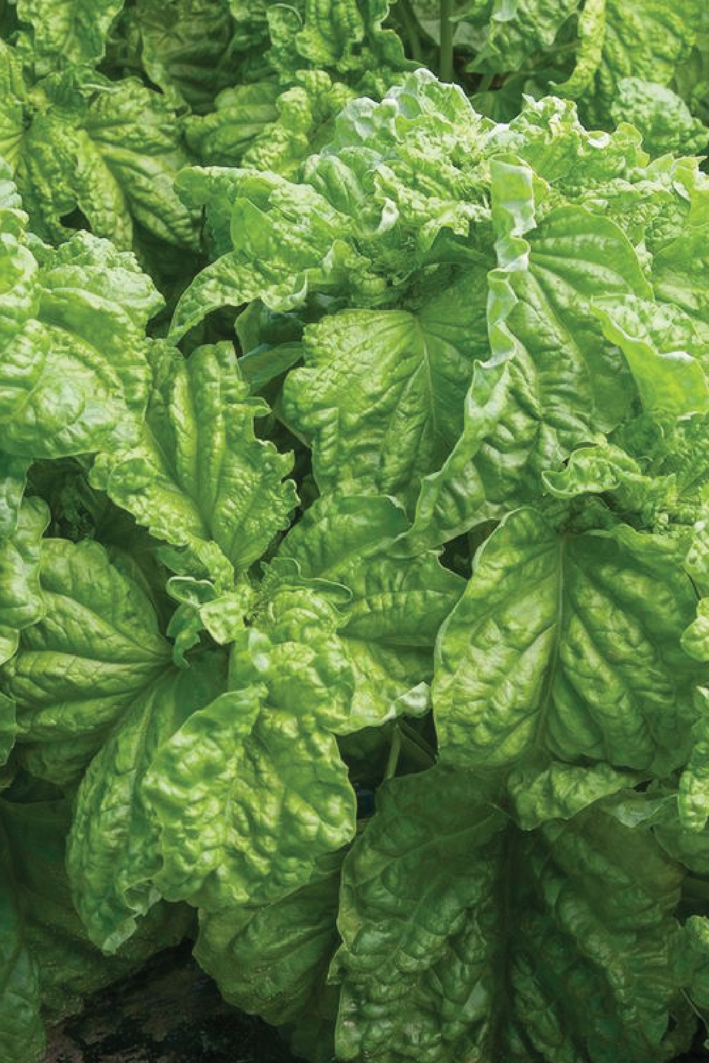 ORGANIC LETTUCE LEAF BASIL SEEDLING <br>شتلات ريحان الخس العضوية