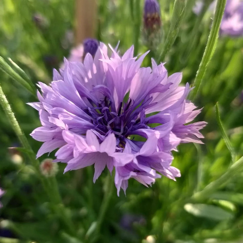 CORNFLOWER SINGLE VIOLET FLOWER SEEDLING <br>شتلات زهور البنفسج المفردة من زهرة الذرة