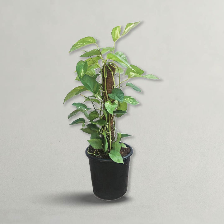 Money Plant 