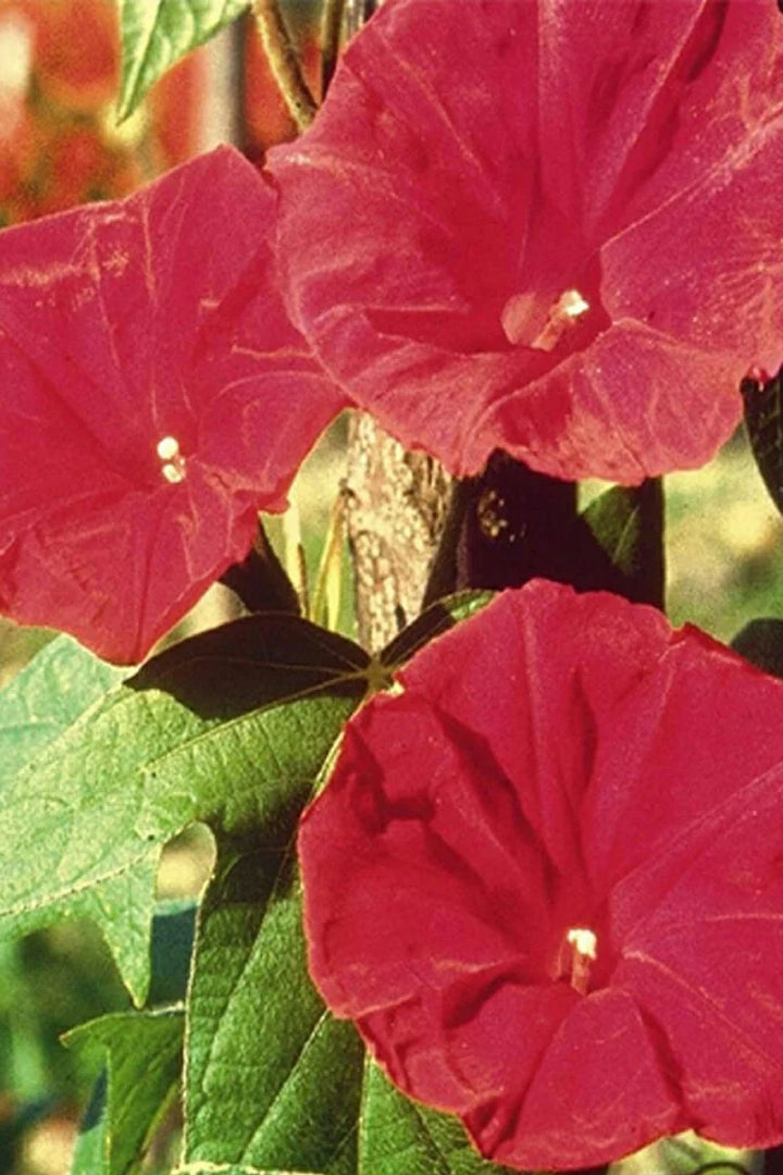 MORNING GLORY SCARLETT O&
