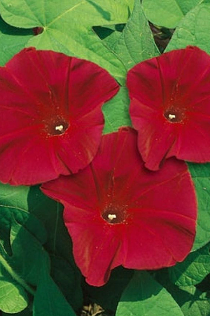 MORNING GLORY SCARLETT O&
