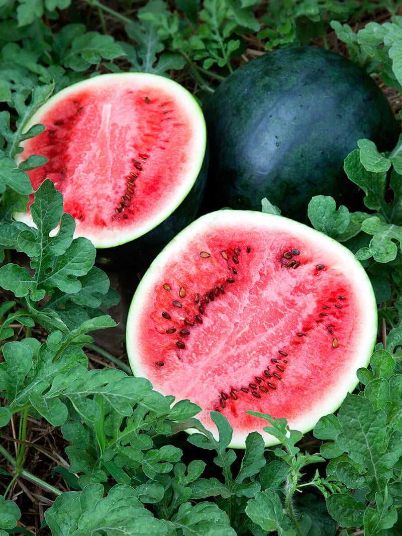 ORGANIC SUGER BABY WATERMELON SEEDLING <br> شتلات بطيخ شوقر بيبي العضوية