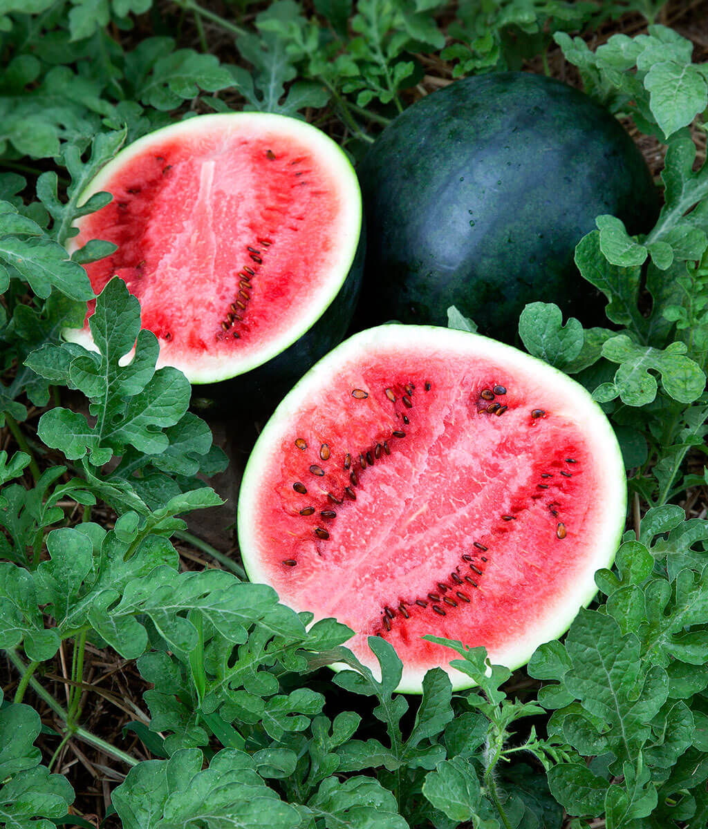 ORGANIC SUGER BABY WATERMELON SEEDLING <br> شتلات بطيخ شوقر بيبي العضوية