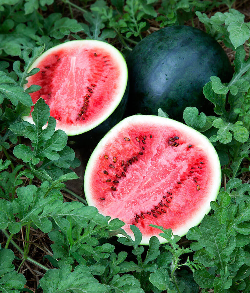 ORGANIC SUGER BABY WATERMELON SEEDLING <br> شتلات بطيخ شوقر بيبي العضوية