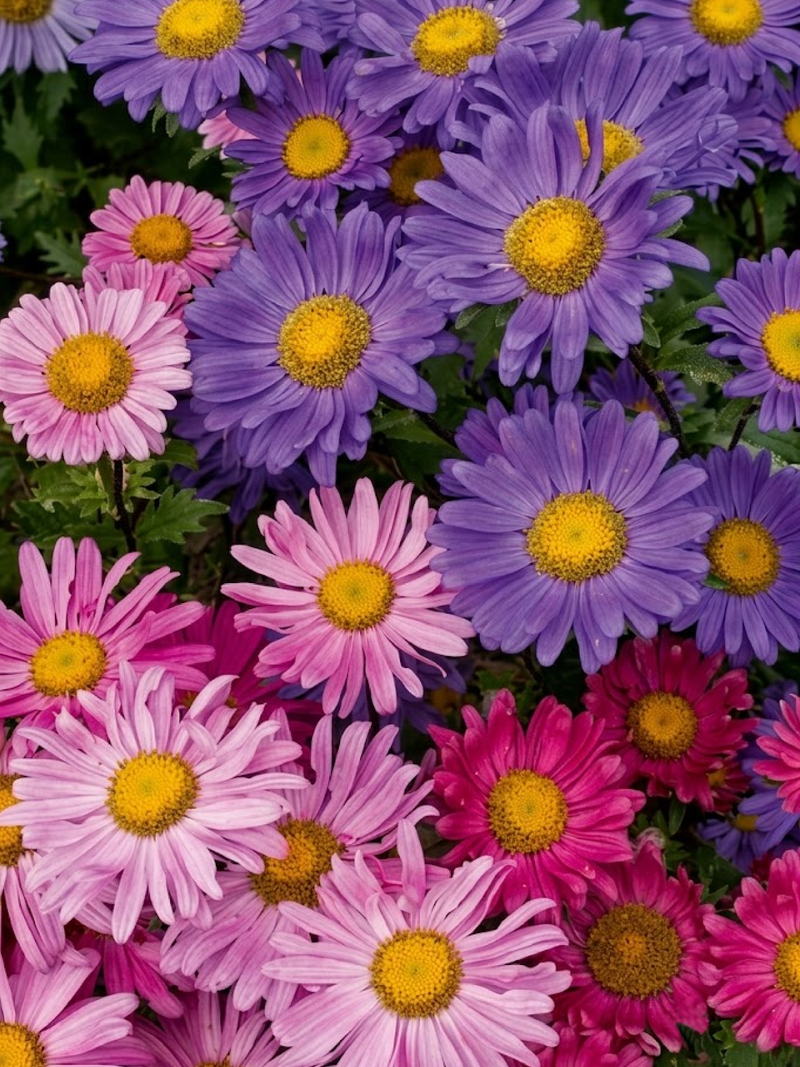 MIX CHINA ASTER SEEDS