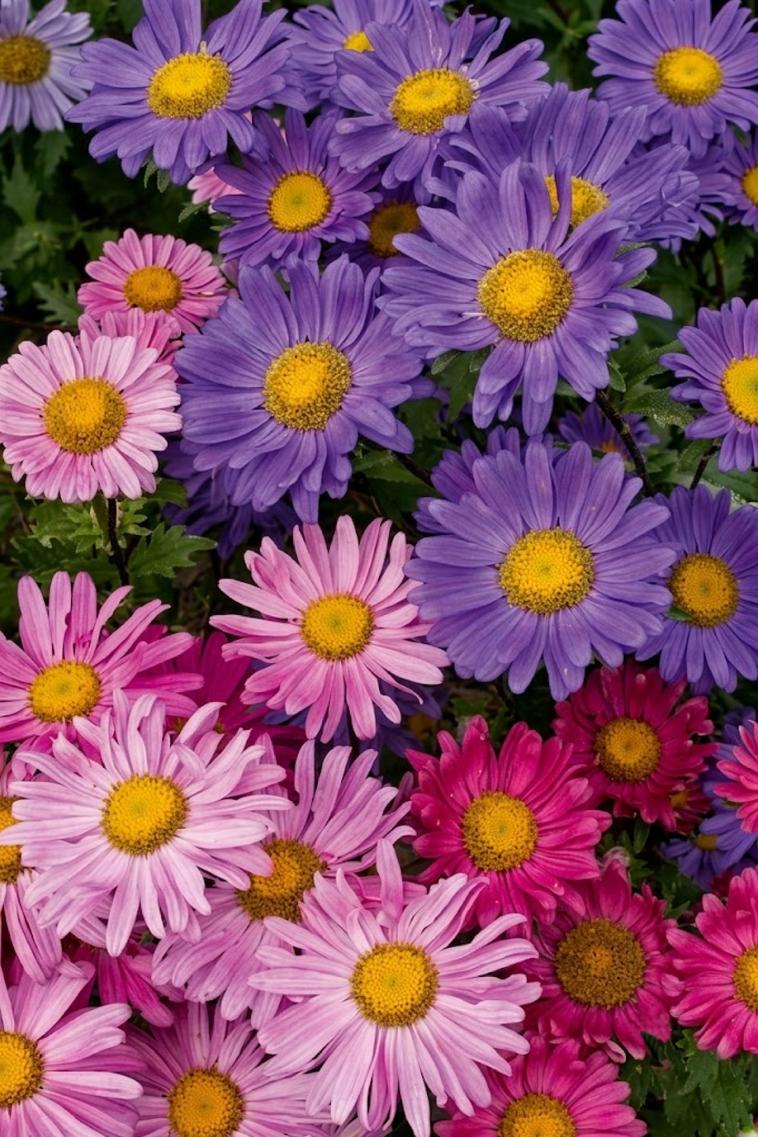 MIX CHINA ASTER SEEDS