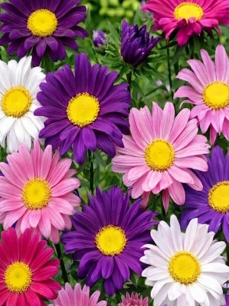 MIX CHINA ASTER SEEDS