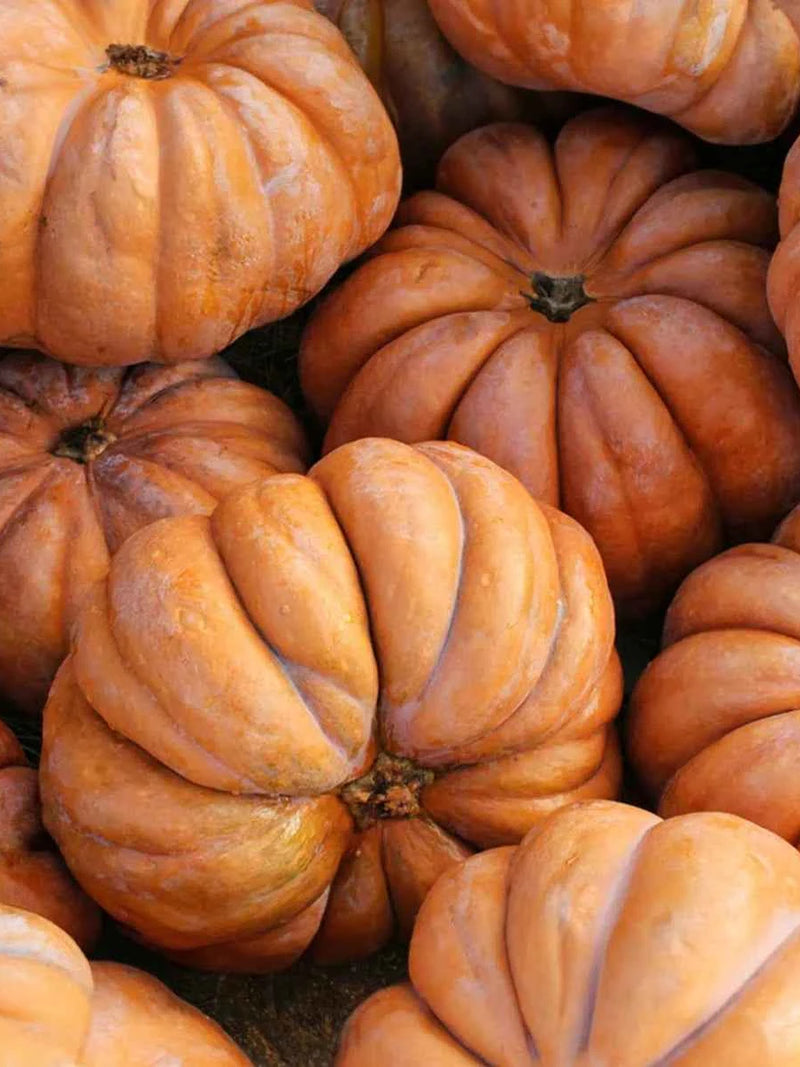 ORGANIC MUSCADE PROVENCE PUMPKIN SEEDLING