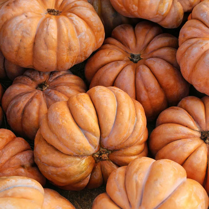 ORGANIC MUSCADE PROVENCE PUMPKIN SEEDLING