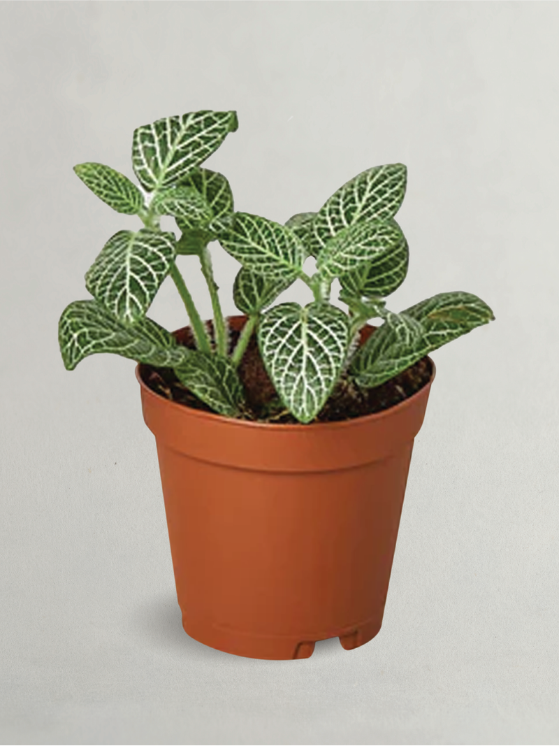 Fittonia The Nerve Plant - Buy Fittonia Online