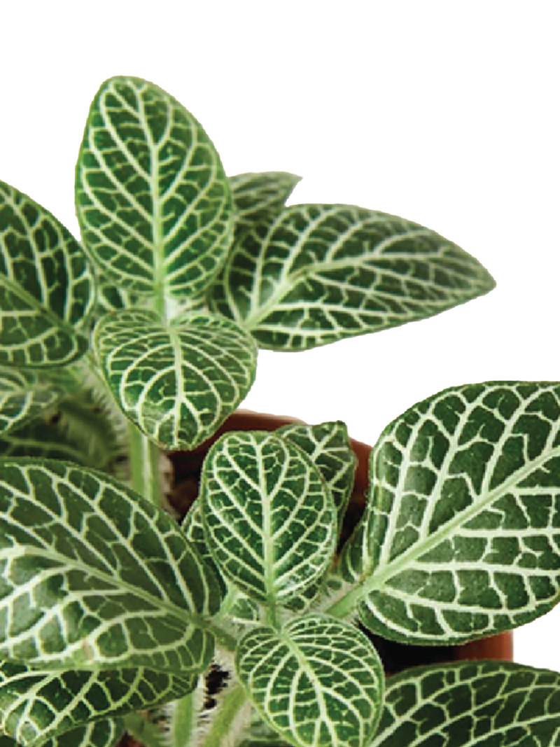 Fittonia The Nerve Plant (Indoor Plant) Buy Fittonia Online