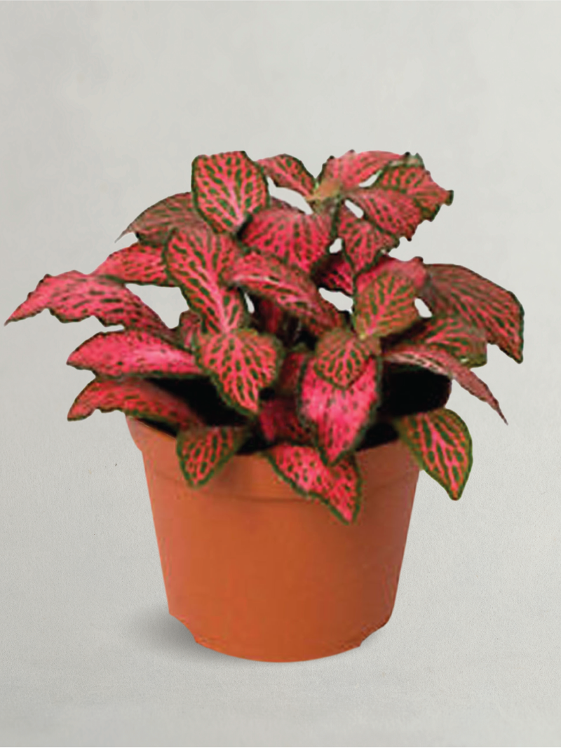 FITTONIA - NERVE PLANT (INDOOR PLANT) - Plantology Lab Trading