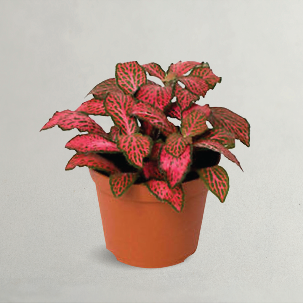 red vein indoor plant FITTONIA - NERVE PLANT (INDOOR PLANT)
